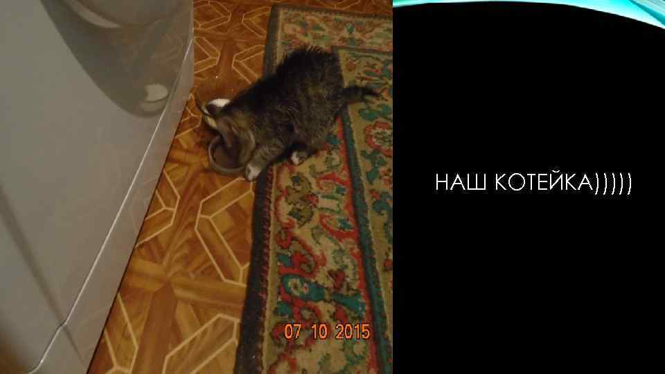 НАШ КОТЕЙКА))))) 