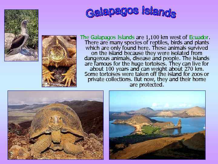 The Galapagos Islands are 1, 100 km west of Ecuador. There are many species