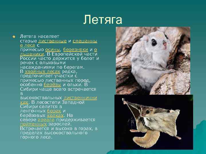 Летяга u Летяга населяет старые лиственные и смешанны е леса с примесью осины, березняки