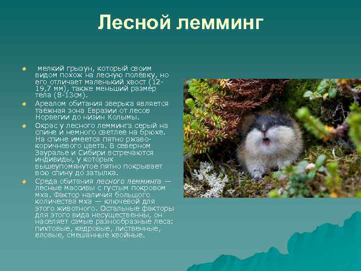 Лесной лемминг u u мелкий грызун, который своим видом похож на лесную полёвку, но