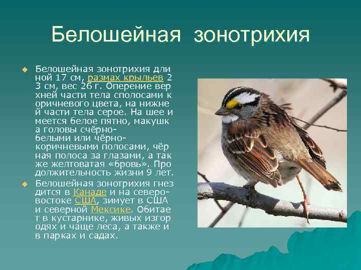 Белошейная зонотрихия u u Белошейная зонотрихия дли ной 17 см, размах крыльев 2 3