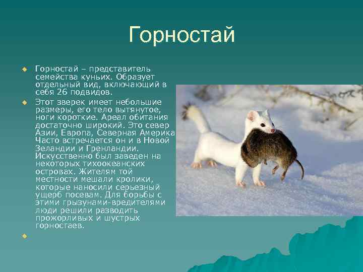 Горностай u u u Горностай – представитель семейства куньих. Образует отдельный вид, включающий в