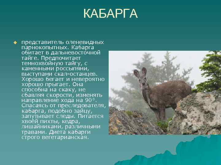 КАБАРГА u представитель оленевидных парнокопытных. Кабарга обитает в дальневосточной тайге. Предпочитает темнохвойную тайгу, с