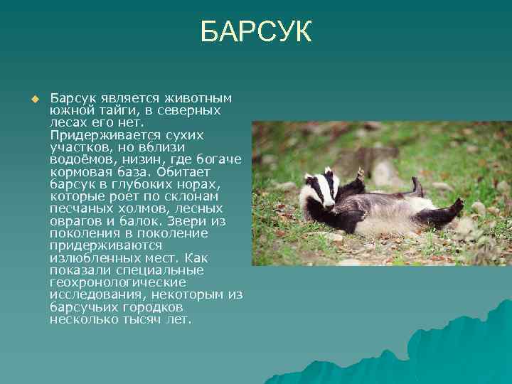 БАРСУК u Барсук является животным южной тайги, в северных лесах его нет. Придерживается сухих