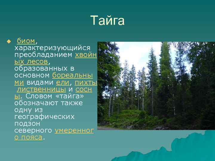 Тайга u биом, характеризующийся преобладанием хвойн ых лесов, образованных в основном бореальны ми видами