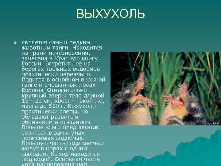 ВЫХУХОЛЬ u является самым редким животным тайги. Находится на грани исчезновения, занесена в Красную