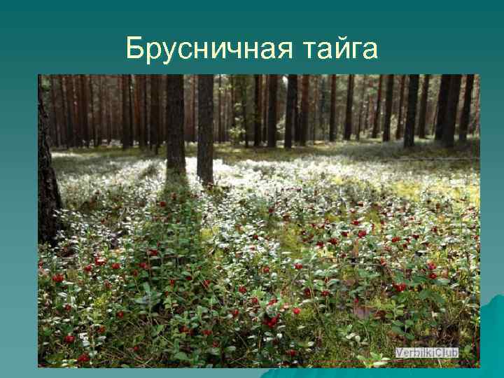 Брусничная тайга 