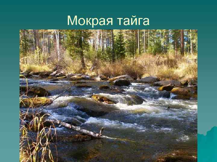 Мокрая тайга 