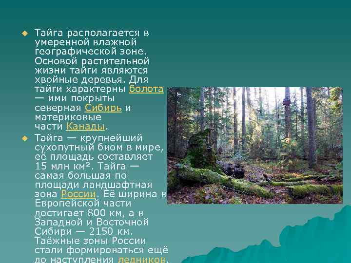 u u Тайга располагается в умеренной влажной географической зоне. Основой растительной жизни тайги являются