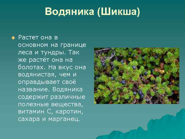 Водяника (Шикша) u Растет она в основном на границе леса и тундры. Так же
