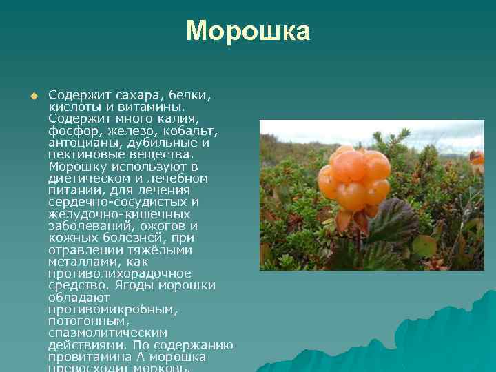 Морошка u Содержит сахара, белки, кислоты и витамины. Содержит много калия, фосфор, железо, кобальт,