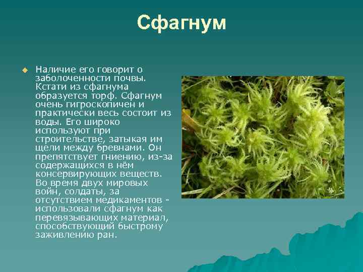 Сфагнум u Наличие его говорит о заболоченности почвы. Кстати из сфагнума образуется торф. Сфагнум