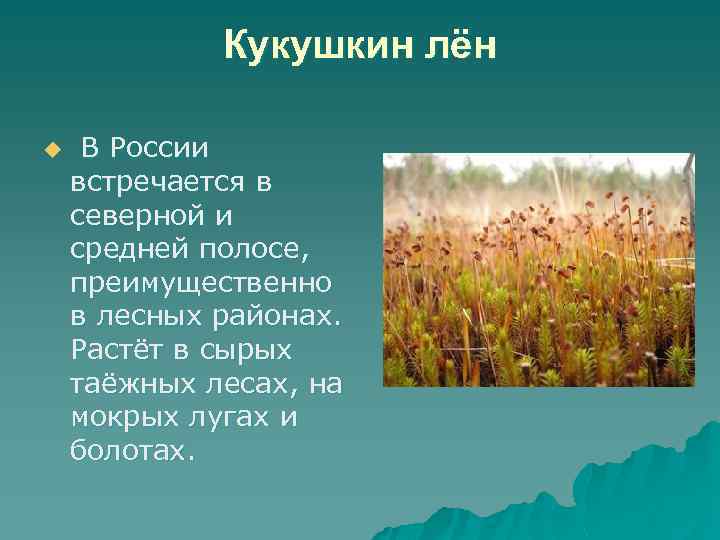 Кукушкин лён u В России встречается в северной и средней полосе, преимущественно в лесных