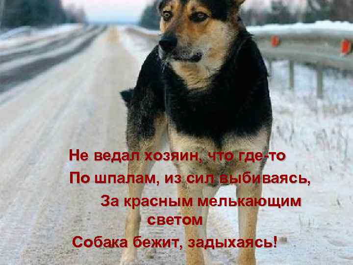 Не ведал хозяин, что где-то По шпалам, из сил выбиваясь, За красным мелькающим светом