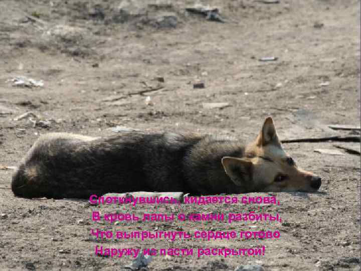 Споткнувшись, кидается снова, В кровь лапы о камни разбиты, Что выпрыгнуть сердце готово Наружу