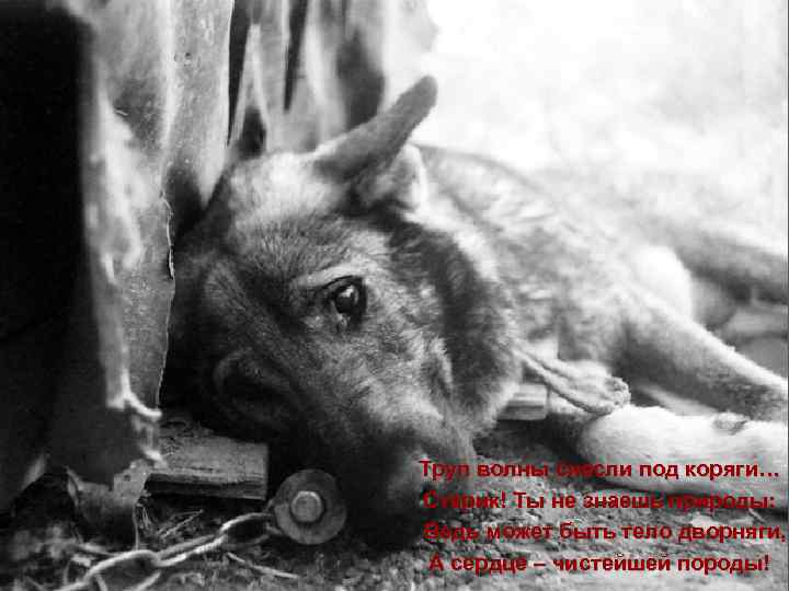 Труп волны снесли под коряги… Старик! Ты не знаешь природы: Ведь может быть тело