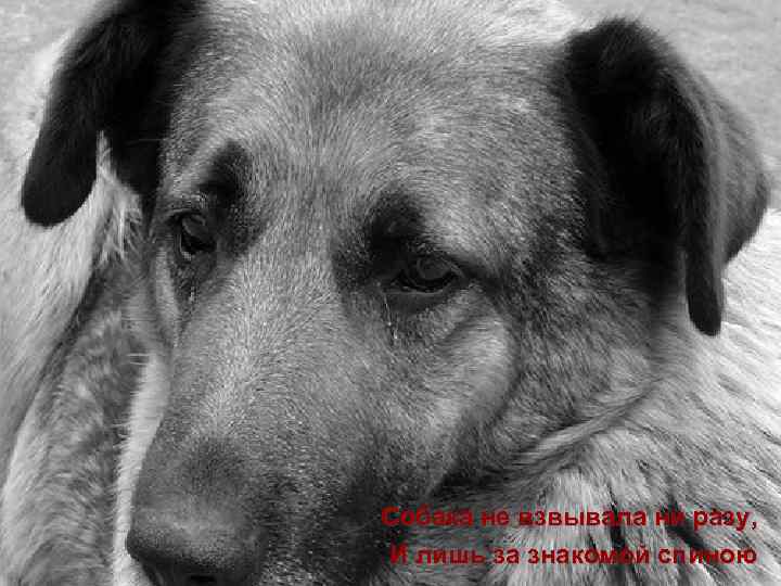 Собака не взвывала ни разу, И лишь за знакомой спиною 
