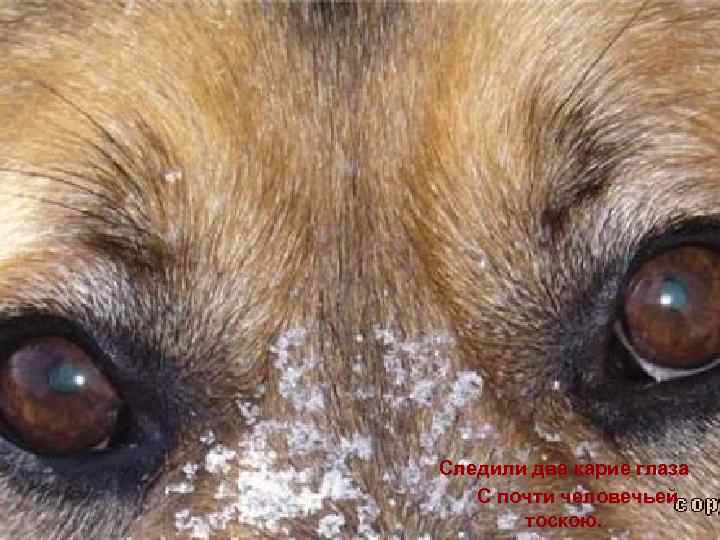 Следили два карие глаза С почти человечьей тоскою. 