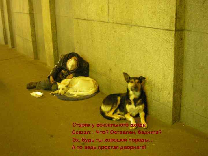 Старик у вокзального входа Сказал: - Что? Оставлен, бедняга? Эх, будь ты хорошей породы…