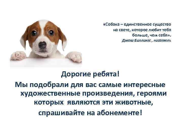  «Собака – единственное существо на свете, которое любит тебя больше, чем себя» .