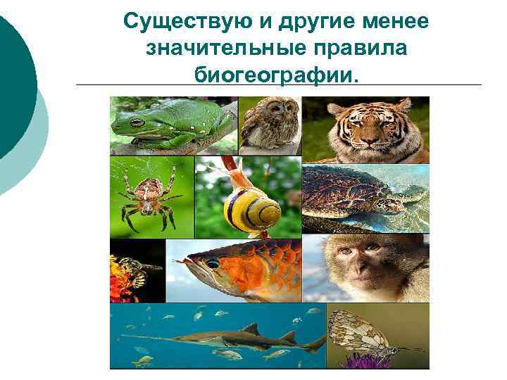 Существую и другие менее значительные правила биогеографии. 