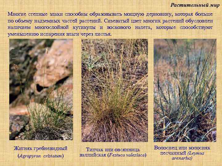 Растительный мир Многие степные злаки способны образовывать мощную дерновину, которая больше по объему надземных