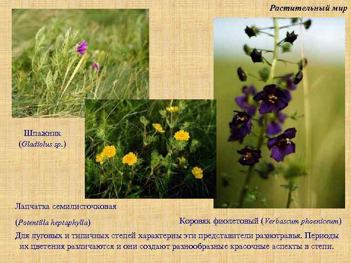 Растительный мир Шпажник (Gladiolus sp. ) Лапчатка семилисточковая (Potentilla heptaphylla) Коровяк фиолетовый (Verbascum phoeniceum)