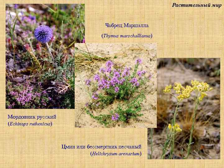 Растительный мир Чабрец Маршалла (Thymus marschallianus) Мордовник русский (Echinops ruthenicus) Цмин или бессмертник песчаный