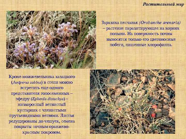 Растительный мир Заразиха песчаная (Orobanche arenaria) – растение паразитирующее на корнях полыни. На поверхность