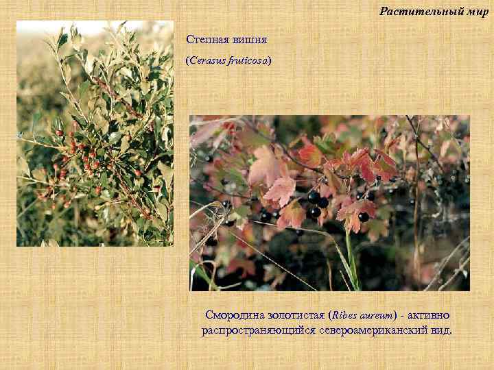 Растительный мир Степная вишня (Cerasus fruticosa) Смородина золотистая (Ribes aureum) - активно распространяющийся североамериканский