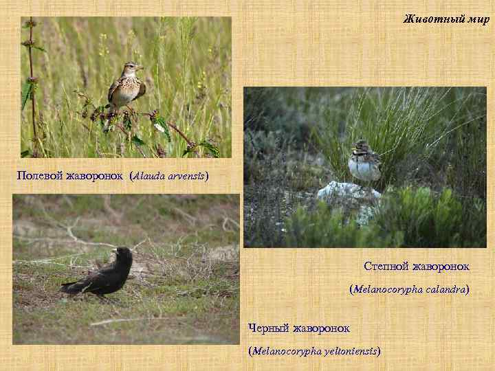 Животный мир Перепел, куропатка, жаворонки, удод Полевой жаворонок (Alauda arvensis) Степной жаворонок (Melanocorypha calandra)