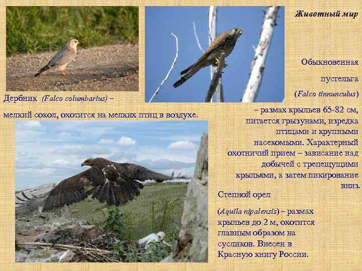 Животный мир Обыкновенная пустельга Дербник (Falco columbarius) – мелкий сокол, охотится на мелких птиц