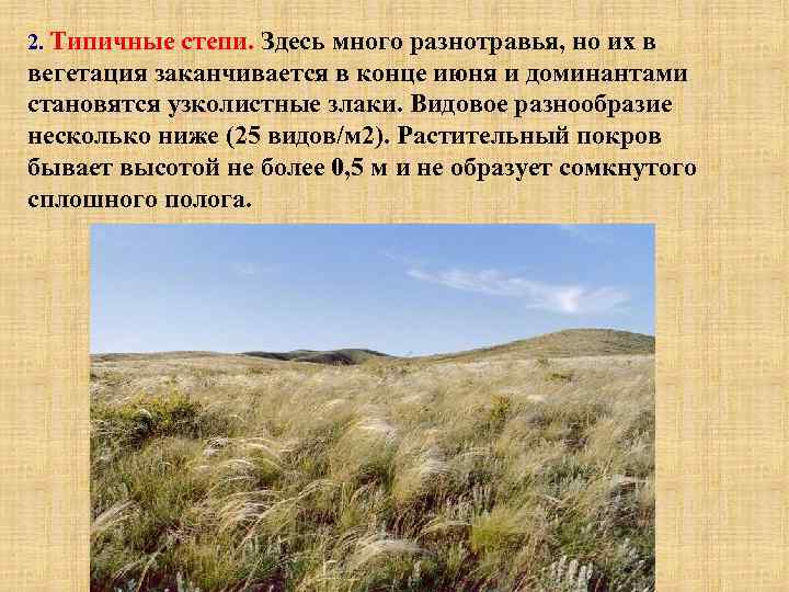 2. Типичные степи. Здесь много разнотравья, но их в вегетация заканчивается в конце июня