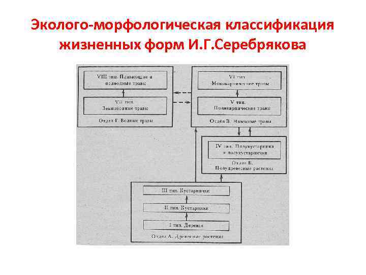Эколого-морфологическая классификация жизненных форм И. Г. Серебрякова 