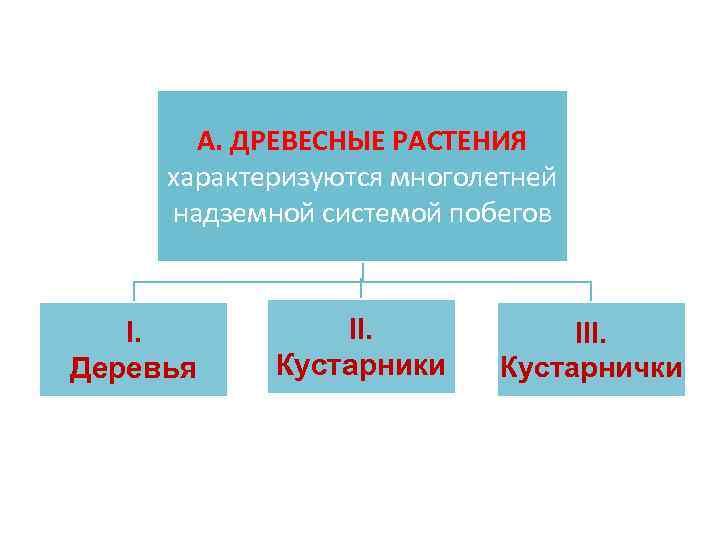 А. ДРЕВЕСНЫЕ РАСТЕНИЯ характеризуются многолетней надземной системой побегов I. Деревья II. Кустарники III. Кустарнички