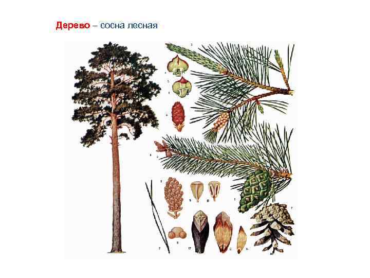Дерево – сосна лесная 