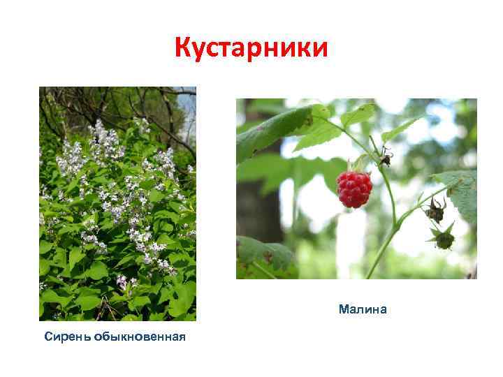 Кустарники Малина Сирень обыкновенная 