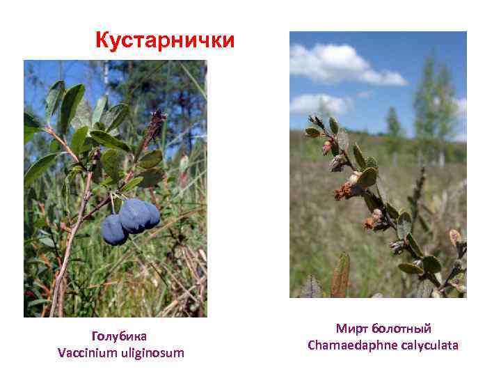 Кустарнички Голубика Vaccinium uliginosum Мирт болотный Chamaedaphne calyculata 