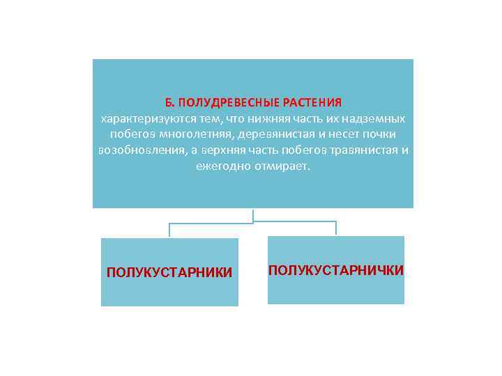 Б. ПОЛУДРЕВЕСНЫЕ РАСТЕНИЯ характеризуются тем, что нижняя часть их надземных побегов многолетняя, деревянистая и
