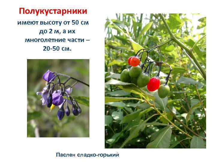 Полукустарники имеют высоту от 50 см до 2 м, а их многолетние части –