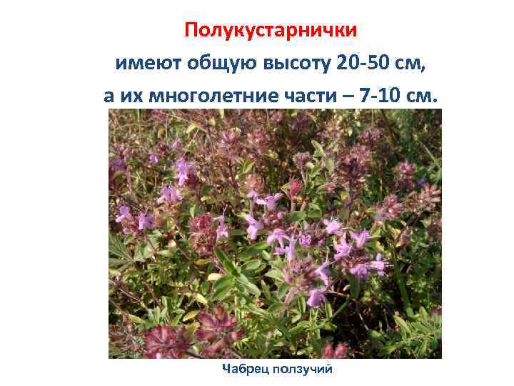 Полукустарнички имеют общую высоту 20 -50 см, а их многолетние части – 7 -10