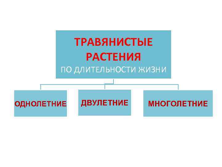 ТРАВЯНИСТЫЕ РАСТЕНИЯ ПО ДЛИТЕЛЬНОСТИ ЖИЗНИ ОДНОЛЕТНИЕ ДВУЛЕТНИЕ МНОГОЛЕТНИЕ 