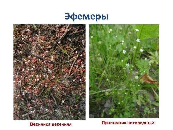 Эфемеры Веснянка весенняя Проломник нитевидный 