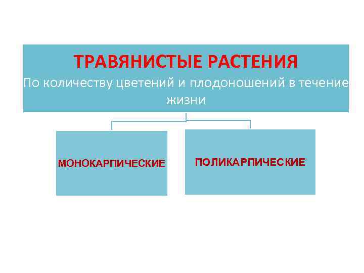 ТРАВЯНИСТЫЕ РАСТЕНИЯ По количеству цветений и плодоношений в течение жизни МОНОКАРПИЧЕСКИЕ ПОЛИКАРПИЧЕСКИЕ 