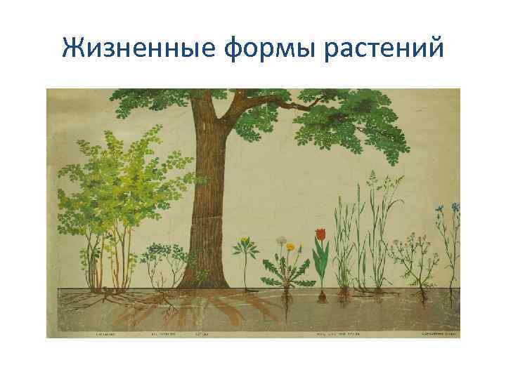 Жизненные формы растений 