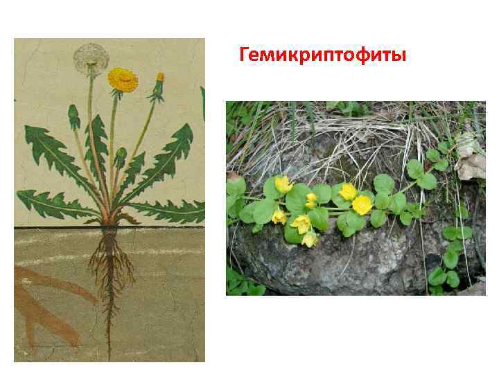 Гемикриптофиты 