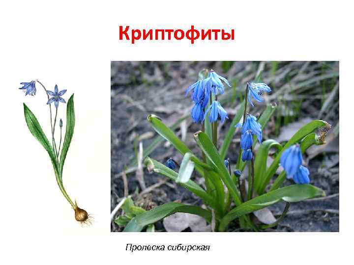 Криптофиты Пролеска сибирская 