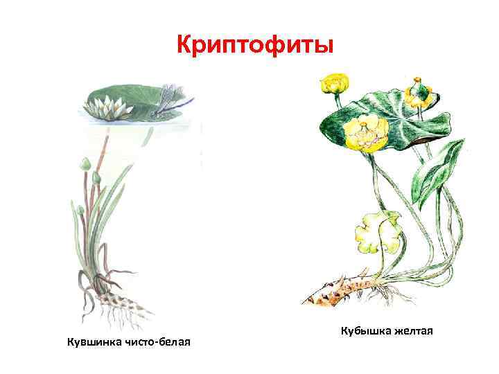 Криптофиты Кувшинка чисто-белая Кубышка желтая 