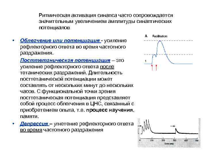 Ритмическая активация синапса часто сопровождается значительным увеличением амплитуды синаптических потенциалов • • Облегчение или