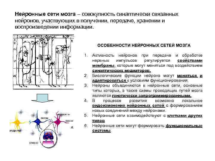 Нейронные сети мозга – совокупность синаптически связанных нейронов, участвующих в получении, передаче, хранении и